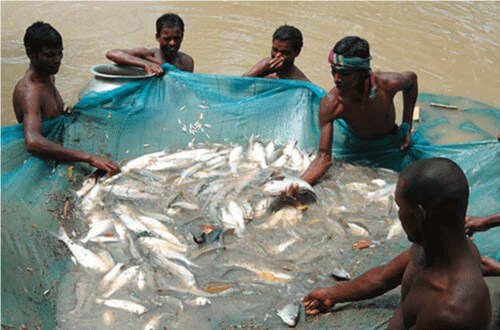 ATMABISWAS fishery project – sustainable aquaculture Bangladesh