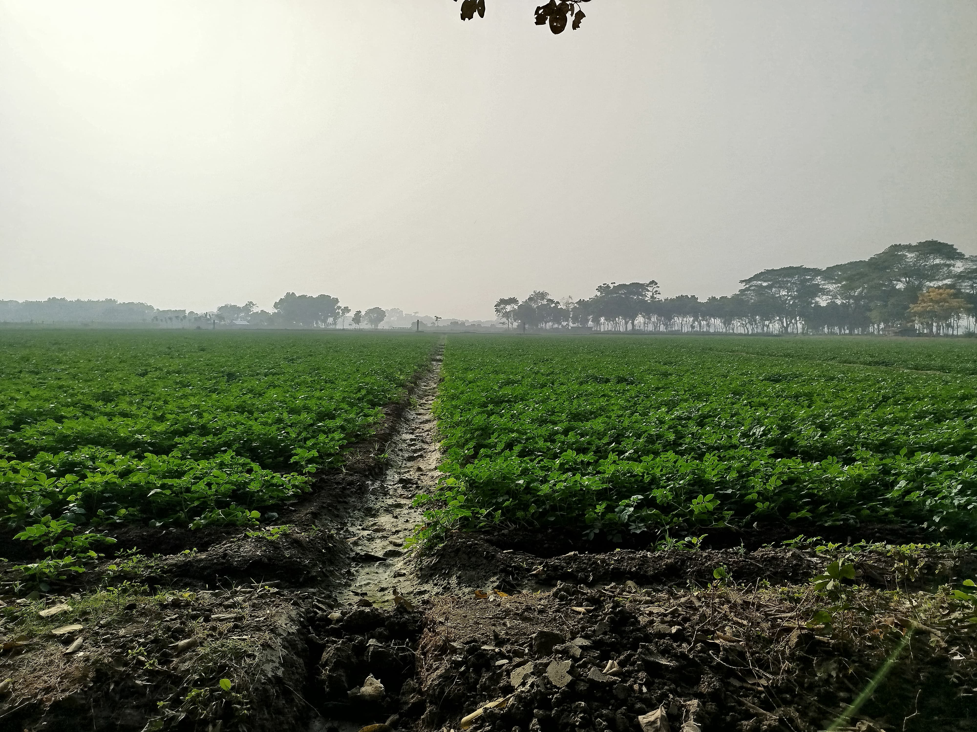 Seeds of Hope: Farmer’s Success with ATMABISWAS Long-Term Loan
